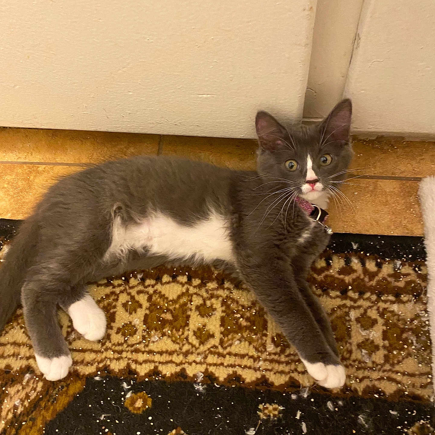 Bella Gonzales joined the competition — help win amazing prizes! animal, cat, collar, curious, ears, feline, floor, food_bowl, gray_cat, indoor, kitten, looking_at_camera, lying_down, patterned_rug, pet, rug, tile_floor, whiskers, white_belly, white_paws