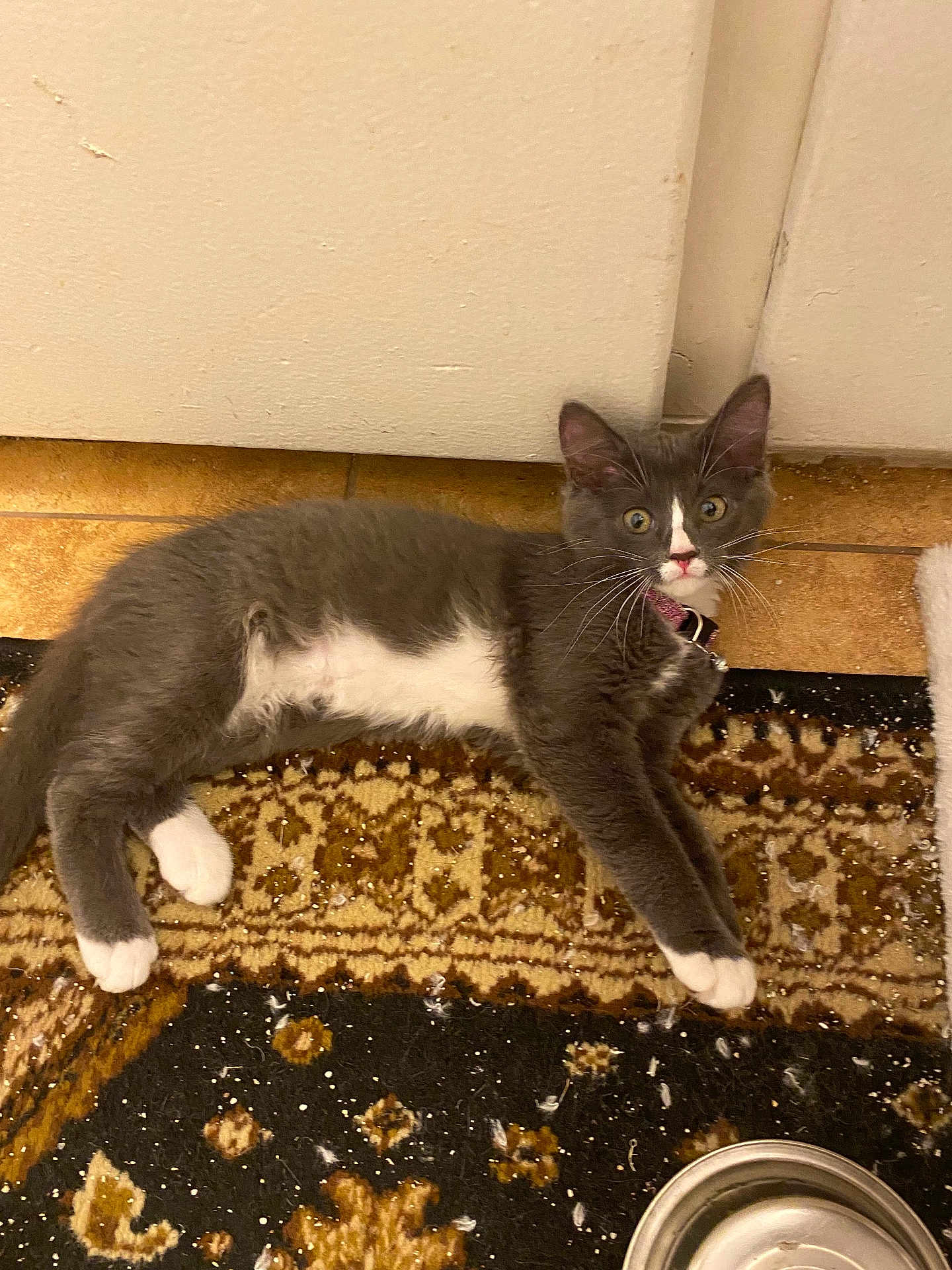 Bella Gonzales joined the competition — help win amazing prizes! kitten, cat, gray_cat, white_paws, white_belly, collar, indoor, rug, patterned_rug, floor, tile_floor, pet, animal, feline, whiskers, ears, food_bowl, curious, lying_down, looking_at_camera