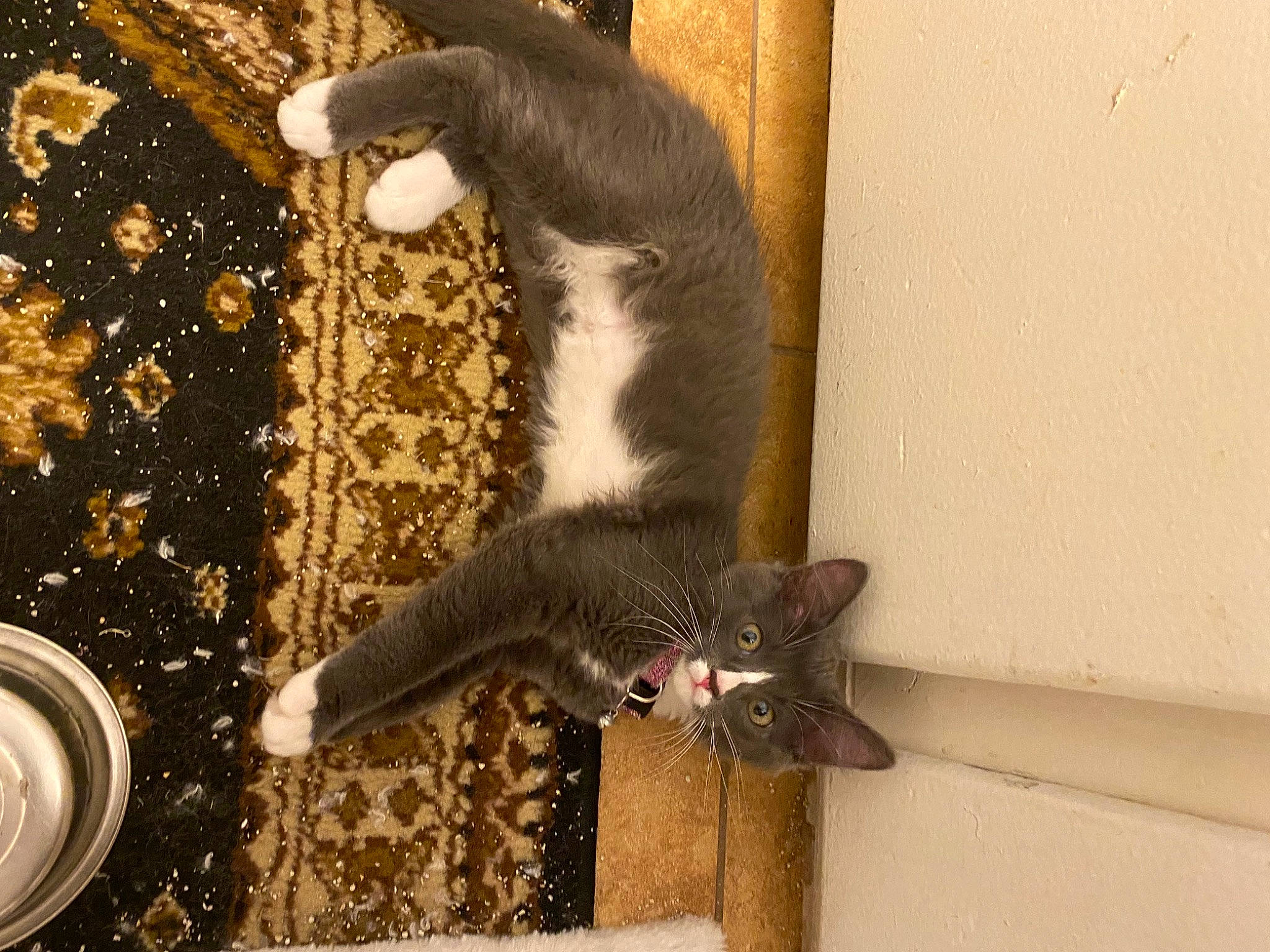 Bella joined the competition — help win amazing prizes! carnivore, cat, cat_supply, circle, claw, domestic_short_haired_cat, felidae, fur, paw, serveware, small_to_medium_sized_cats, snout, tail, vertebrate, whiskers, wood