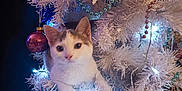 Nana a rejoint le concours — aidez-le/la à gagner de superbes lots ! cat, kitten, christmas_tree, white_tree, ornament, bauble, lights, holiday, decoration, garland, beads, fluffy, paws, curious, indoor, festive, feline, sparkle, cuddly, tree_infestation