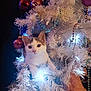 bauble, beads, cat, christmas_tree, cuddly, curious, decoration, feline, festive, fluffy, garland, holiday, indoor, kitten, lights, ornament, paws, sparkle, tree_infestation, white_tree