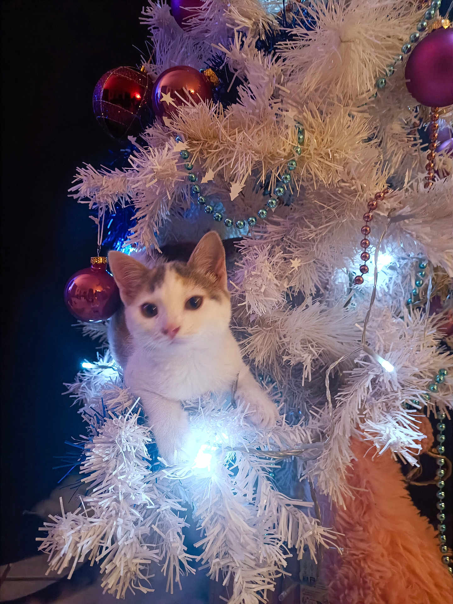 Nana a rejoint le concours — aidez-le/la à gagner de superbes lots ! cat, kitten, christmas_tree, white_tree, ornament, bauble, lights, holiday, decoration, garland, beads, fluffy, paws, curious, indoor, festive, feline, sparkle, cuddly, tree_infestation