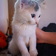 Nana participe au concours pour gagner de l'argent avec cette photo : kitten, cat, pet, indoor, paws, whiskers, fur, closeup, portrait, sitting, human_arm, door, cozy, domestic, cute, big_eyes, ear, soft_light, shallow_depth_of_field, curious