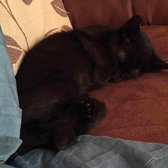 Sapphire joined the competition — help win amazing prizes!