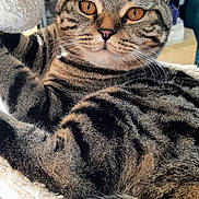 Ziggy participe au concours pour gagner de l'argent avec cette photo : cat, scottish_fold, amber_eyes, fur, whiskers, pet, indoor, cozy, cat_bed, fluffy, striped, relaxed, animal, mammal, closeup, cute, feline, home, resting, curious