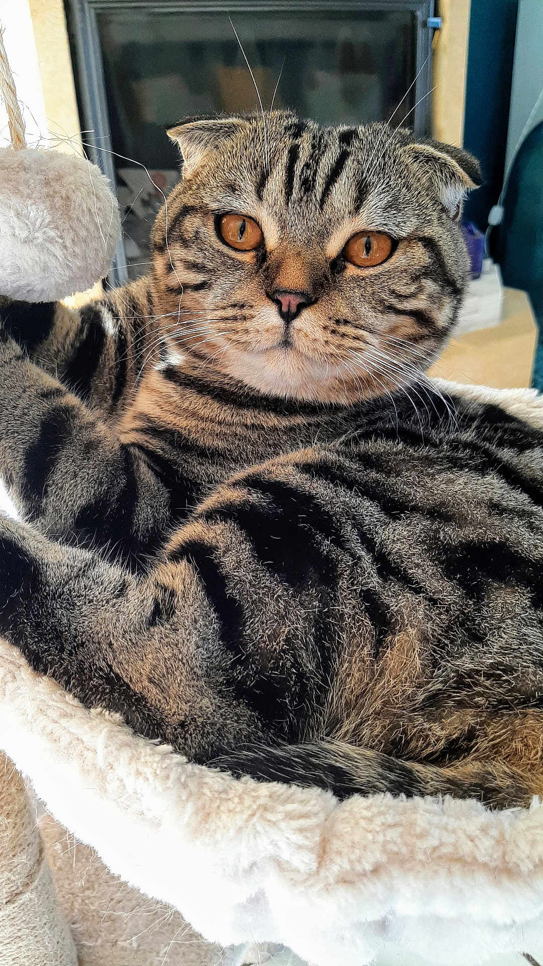 Ziggy participe au concours pour gagner de l'argent avec cette photo : cat, scottish_fold, amber_eyes, fur, whiskers, pet, indoor, cozy, cat_bed, fluffy, striped, relaxed, animal, mammal, closeup, cute, feline, home, resting, curious
