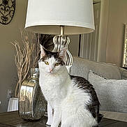 Izzy is registered to the contest to win money with this photo: cat, tabby, white_cat, lamp, table, vase, living_room, sofa, cushion, decor, wooden_table, indoor, pet, feline, houseplant, window, home, cozy, relaxed, animal