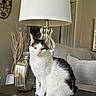 cat, tabby, white_cat, lamp, table, vase, living_room, sofa, cushion, decor, wooden_table, indoor, pet, feline, houseplant, window, home, cozy, relaxed, animal