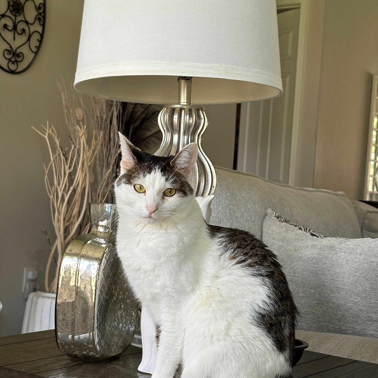 Izzy is registered to the contest to win money with this photo: cat, tabby, white_cat, lamp, table, vase, living_room, sofa, cushion, decor, wooden_table, indoor, pet, feline, houseplant, window, home, cozy, relaxed, animal