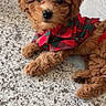 Teddy is registered to the contest to win money with this photo: puppy, dog, brown, curly_fur, pet, plaid_jacket, red_clothing, green_clothing, tabletop, countertop, indoor, closeup, cute, small_dog, resting, looking_at_camera, human_hand, person, home, adorable