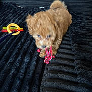 Teddy joined the competition — help win amazing prizes! puppy, dog, toy, rope_toy, plastic_rings, black_blanket, furry, small_dog, pet, cute, playful, indoor, texture, animal, brown, canine, soft, lying_down, chewing, fuzzy