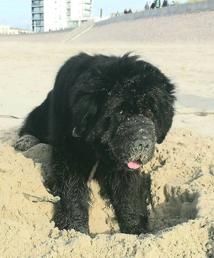 Nala a rejoint le concours — aidez-le/la à gagner de superbes lots ! beach, building, canidae, carnivore, companion_dog, dog, dog_breed, fur, landscape, ocean, paw, sand, sky, snout, soil, sporting_group, water_dog, wind_wave, working_animal, working_dog