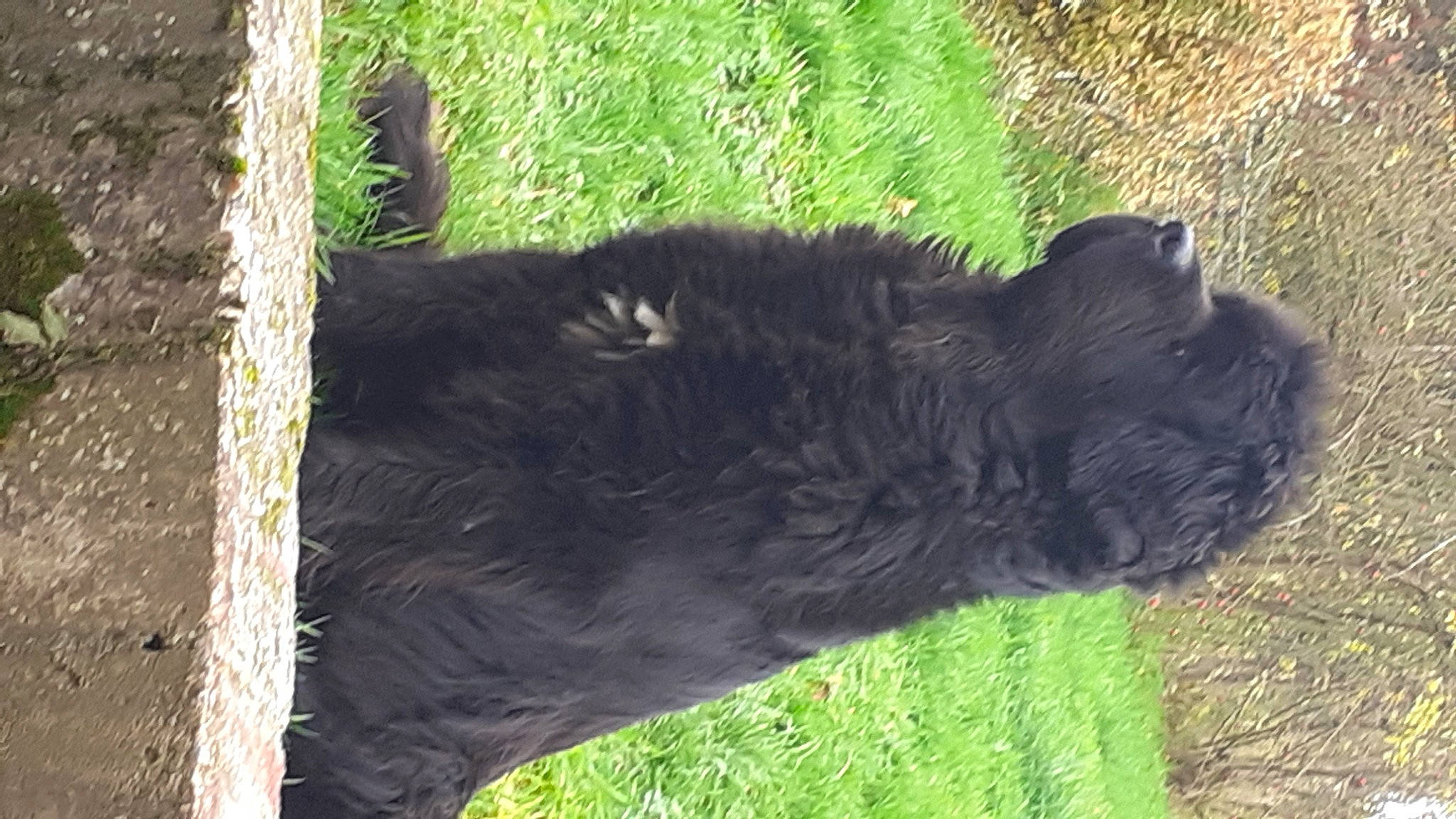 Nala a rejoint le concours — aidez-le/la à gagner de superbes lots ! bovine, canidae, carnivore, dog_breed, felidae, fur, grass, grassland, groundcover, livestock, pasture, sheep, shrub, snout, sporting_group, tail, terrestrial_animal, trunk, wildlife, working_animal