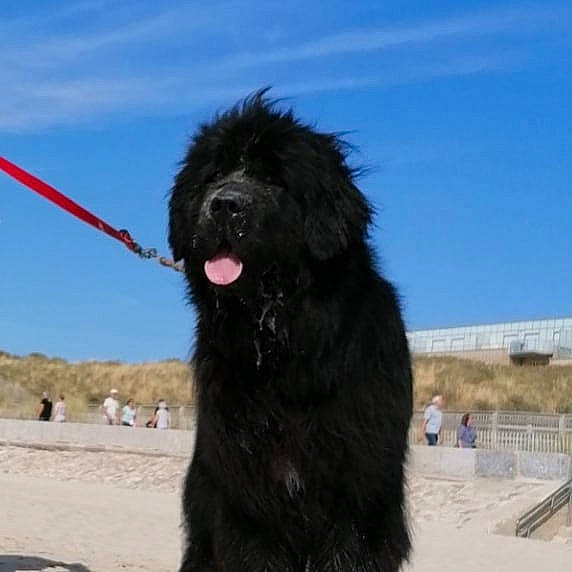 Nala participe au concours pour gagner de l'argent avec cette photo : beach, canidae, carnivore, companion_dog, dog, dog_breed, fur, labradoodle, non_sporting_group, poodle, sky, sporting_group, terrier, water_dog, working_animal, working_dog