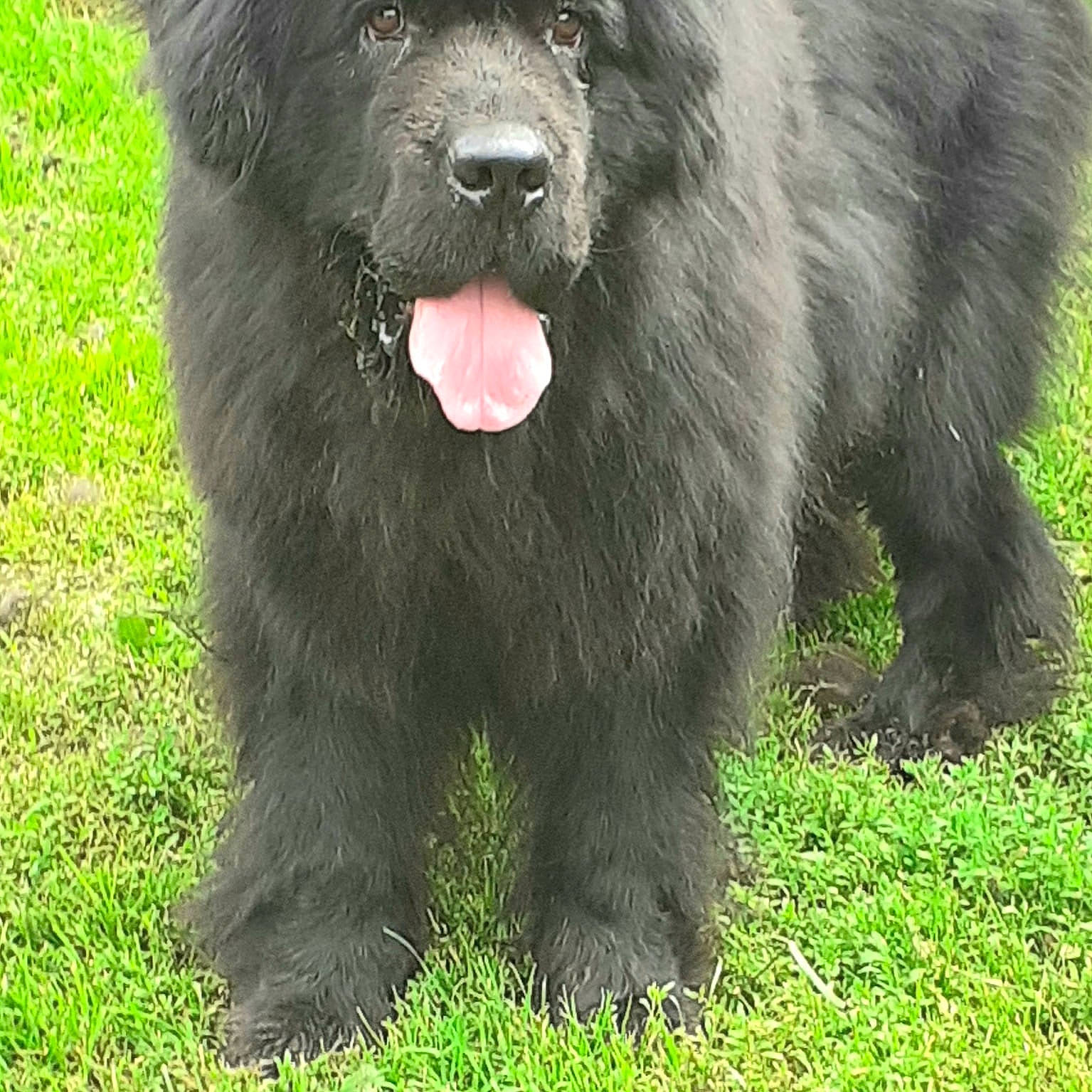 Nala participe au concours pour gagner de l'argent avec cette photo : bear, carnivore, fur, grass, grassland, snout, terrestrial_animal, wildlife