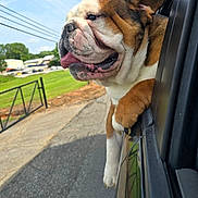 Bolo joined the competition — help win amazing prizes! bulldog, dog, car, window, tongue, outdoor, road, greenery, sky, sunny, pet, animal, happy, paw, transportation, vehicle, daytime, nature, canine, closeup