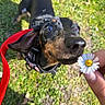 puppy, dog, black_and_tan, dachshund, outdoor, grass, park, leash, harness, daisy, flower, human_hand, close_up, wide_eyes, nose, floppy_ears, sunlight, nature, playful, portrait
