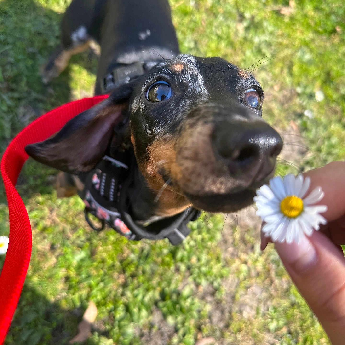 Heidi