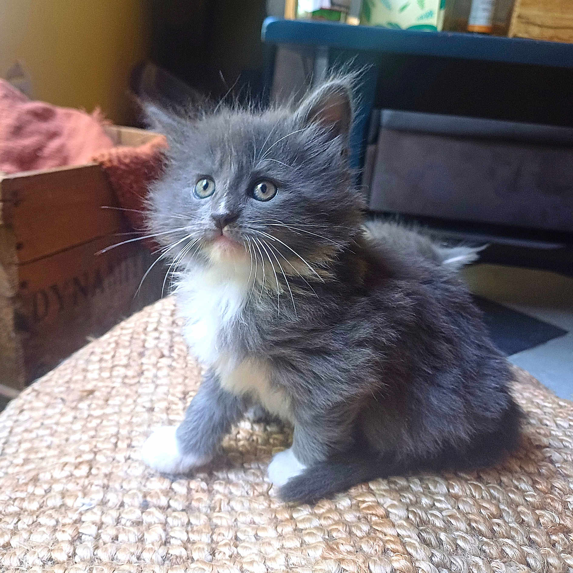 Mallow a rejoint le concours — aidez-le/la à gagner de superbes lots ! animal, cat, closeup, cozy, curious, cute, domestic, feline, fluffy, gray_cat, home, indoor, kitten, natural_light, pet, sitting, whiskers, white_paws, woven_surface, young_cat