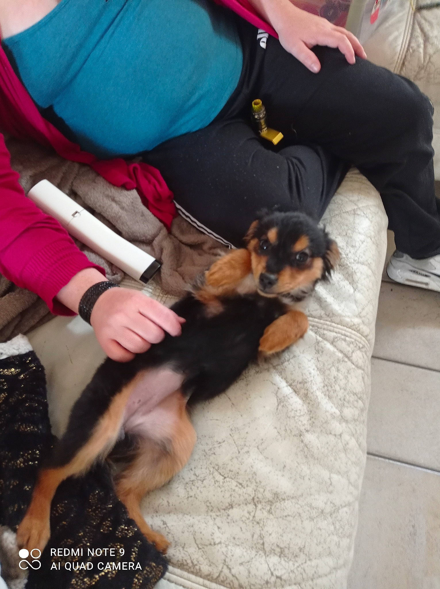 Boulette a rejoint le concours — aidez-le/la à gagner de superbes lots ! canidae, carnivore, comfort, companion_dog, dog, dog_breed, fawn, flooring, fun, fur, human_leg, lap, nail, paw, sitting, sporting_group, thigh, toy_dog, working_animal, wrist