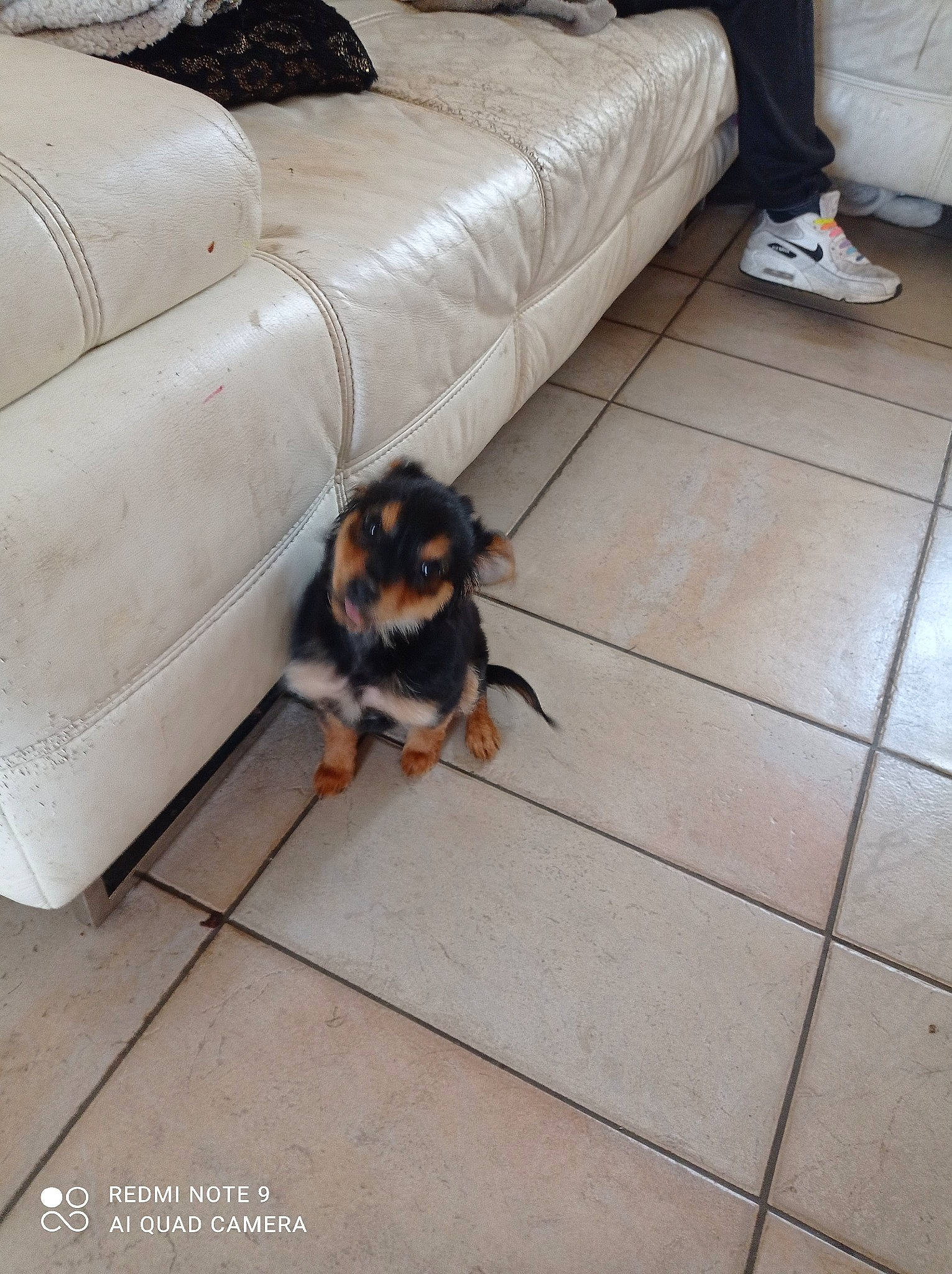 Boulette a rejoint le concours — aidez-le/la à gagner de superbes lots ! aircraft, canidae, carnivore, comfort, companion_dog, couch, dog, dog_breed, floor, flooring, fur, guard_dog, hardwood, mammal, metal, sidewalk, sporting_group, studio_couch, toy_dog, working_animal