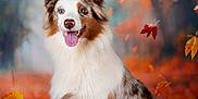 Vénus participe au concours pour gagner de l'argent avec cette photo : dog, australian_shepherd, autumn, fall_leaves, pumpkin, blue_eyes, fluffy, sitting, outdoor, seasonal, portrait, animal, nature, happy, tongue_out, fur, brown, white, orange, cute