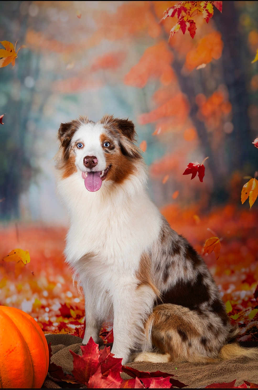 Vénus participe au concours pour gagner de l'argent avec cette photo : dog, australian_shepherd, autumn, fall_leaves, pumpkin, blue_eyes, fluffy, sitting, outdoor, seasonal, portrait, animal, nature, happy, tongue_out, fur, brown, white, orange, cute