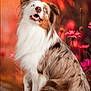 Vénus participe au concours pour gagner de l'argent avec cette photo : dog, australian_shepherd, blue_eyes, long_fur, pet, animal, portrait, flower, pink_flower, orange_background, fur, sitting, curious, nature, outdoor, canine, mammal, fluffy, alert, colorful