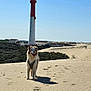 Vénus a rejoint le concours — aidez-le/la à gagner de superbes lots ! dog, sand, dunes, lighthouse, blue_sky, shadow, building, outdoor, sunny, animal, pet, walking, nature, footprints, landscape, daytime, canine, sky, rural, scenic