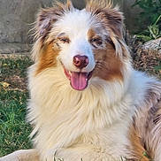 Vénus a rejoint le concours — aidez-le/la à gagner de superbes lots ! dog, australian_shepherd, fluffy, tongue_out, happy, pet, animal, grass, outdoor, canine, smiling, fur, ears, lying_down, nature, closeup, friendly, muzzle, snout, tongue