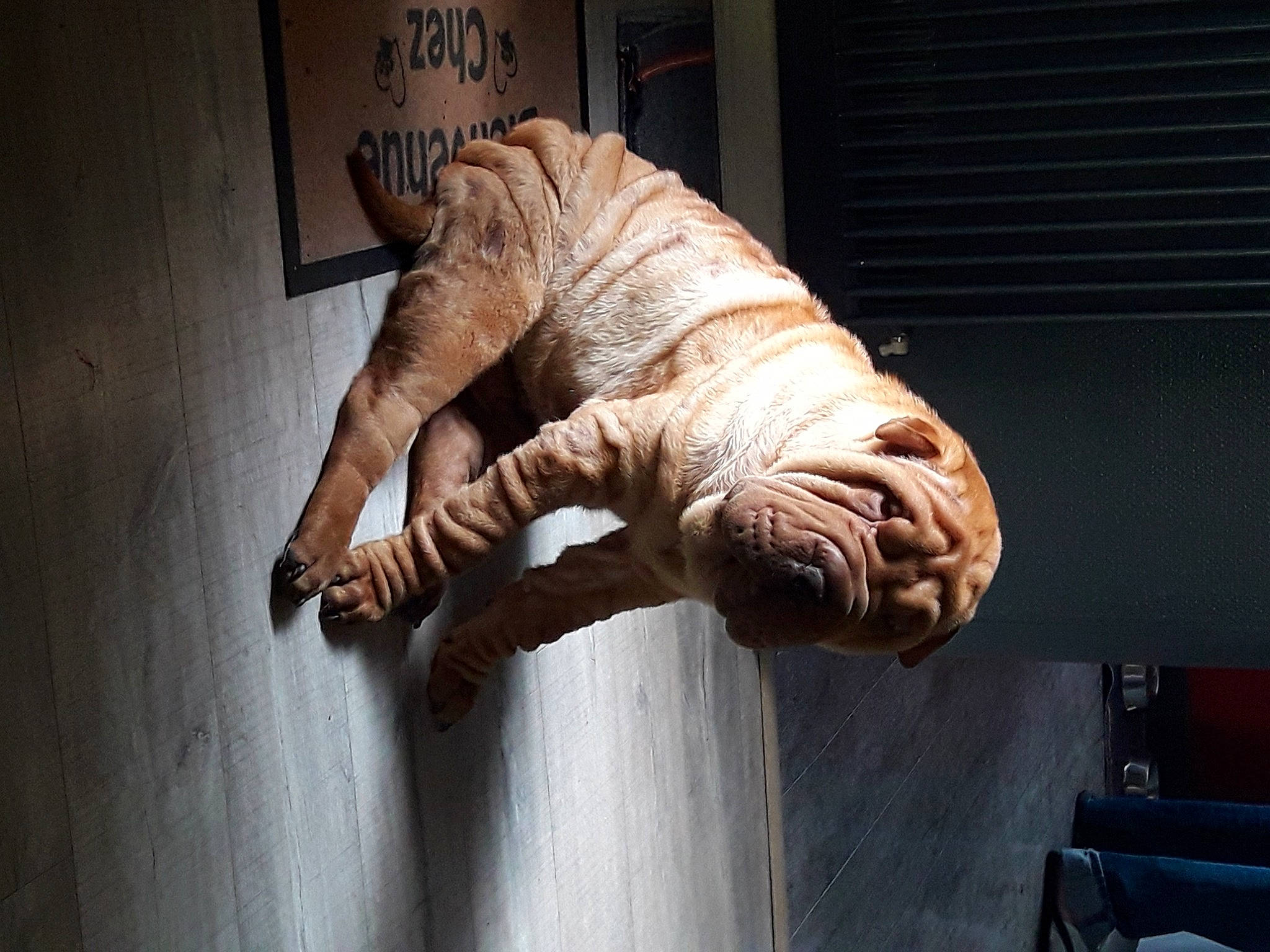 Bernie participe au concours pour gagner de l'argent avec cette photo : art, artifact, carving, door, extinction, felidae, fossil, jaw, rhinoceros, sculpture, skeleton, snout, statue, tail, terrestrial_animal, visual_arts, wildlife, wood, working_animal, wrinkle