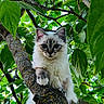 cat, kitten, tree, branch, leaves, greenery, outdoor, nature, animal, pet, feline, cute, fluffy, curious, wildlife, young_animal, mammal, climbing, closeup, daylight