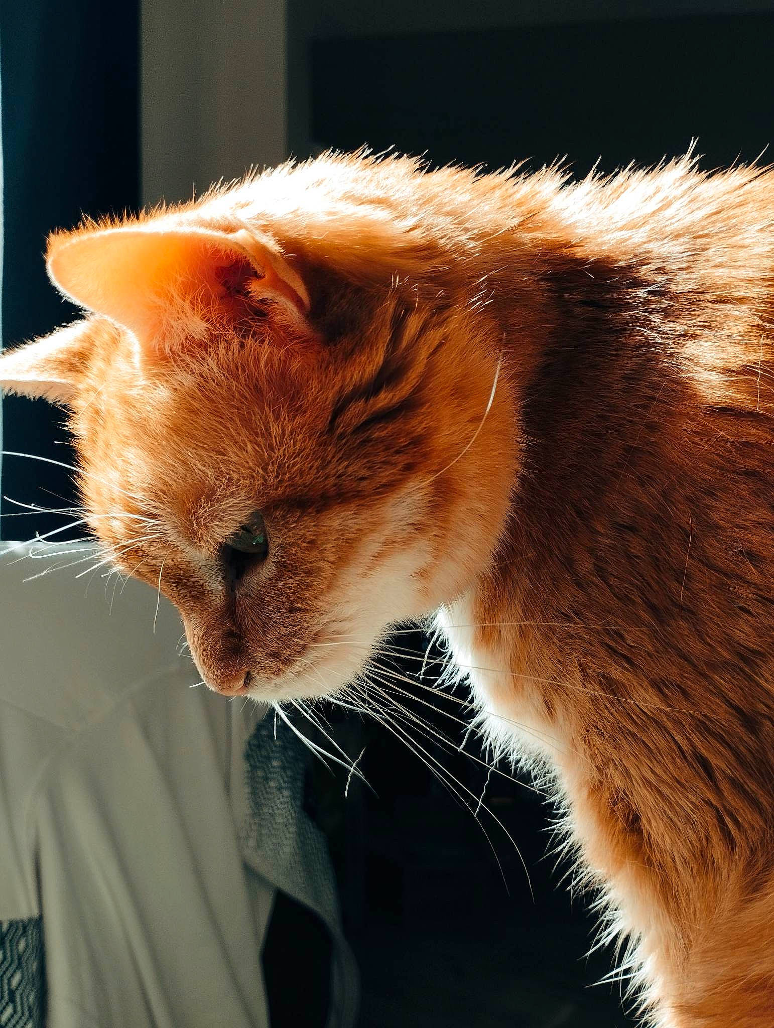 Moustique a rejoint le concours — aidez-le/la à gagner de superbes lots ! carnivore, cat, claw, close_up, comfort, domestic_short_haired_cat, ear, fawn, felidae, fur, mammal, paw, small_to_medium_sized_cats, snout, tail, terrestrial_animal, whiskers, wildlife, window