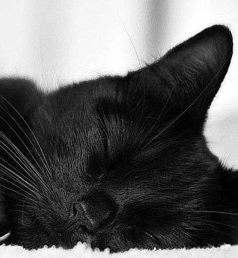 Natsu participe au concours pour gagner de l'argent avec cette photo : black, black_cat, carnivore, cat, comfort, domestic_short_haired_cat, ear, eye, felidae, gesture, grey, head, human_body, iris, monochrome, monochrome_photography, sky, small_to_medium_sized_cats, snout, whiskers