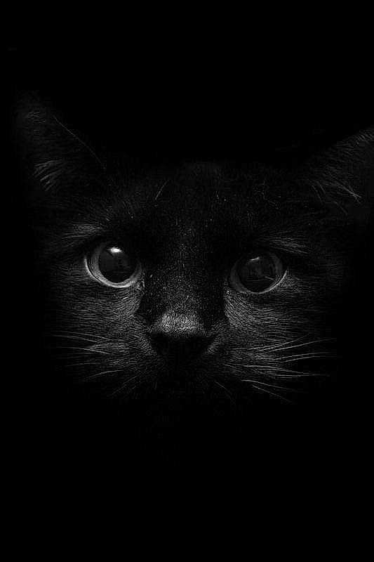 Natsu a rejoint le concours — aidez-le/la à gagner de superbes lots ! carnivore, cat, darkness, electric_blue, felidae, fur, monochrome, monochrome_photography, no_expression, small_to_medium_sized_cats, snout, terrestrial_animal, whiskers
