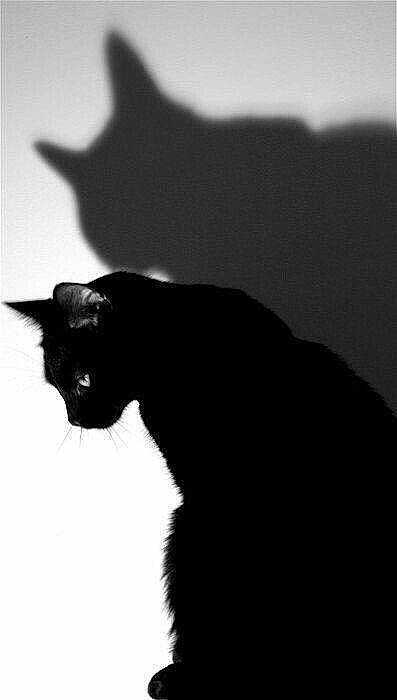 Natsu participe au concours pour gagner de l'argent avec cette photo : black_cat, bombay, carnivore, cat, darkness, domestic_short_haired_cat, eye, felidae, fur, monochrome, monochrome_photography, shadow, silhouette, small_to_medium_sized_cats, snout, tail, terrestrial_animal, tints_and_shades, tree, whiskers