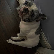 Fancy is registered to the contest to win money with this photo: animal, canine, companion, curious, cute, dog, domestic_animal, ears, floor, french_bulldog, indoor, looking_up, paws, pet, portrait, purple_wall, sitting, snout, wall, wood_floor