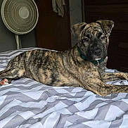 Dixie joined the competition — help win amazing prizes! dog, bed, blanket, striped, indoor, furniture, fan, door, draped_clothing, wooden_dresser, pet, lying_down, canine, collar, resting, winking, room, cozy, sleepy, domestic