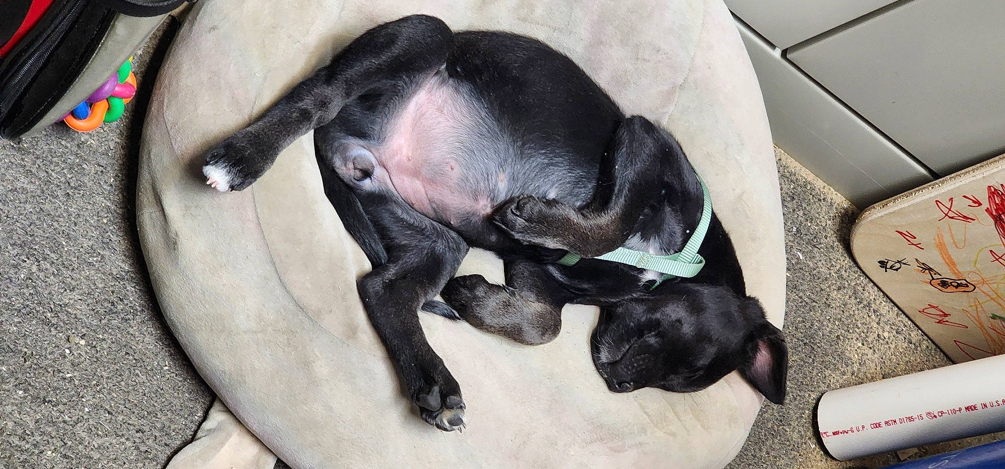 Rose joined the competition — help win amazing prizes! boston_terrier, bulldog, carnivore, comfort, companion_dog, dog, dog_breed, fawn, fender, fur, mouse, non_sporting_group, paw, snout, sporting_group, tail, terrestrial_animal, toy_dog, whiskers, working_animal