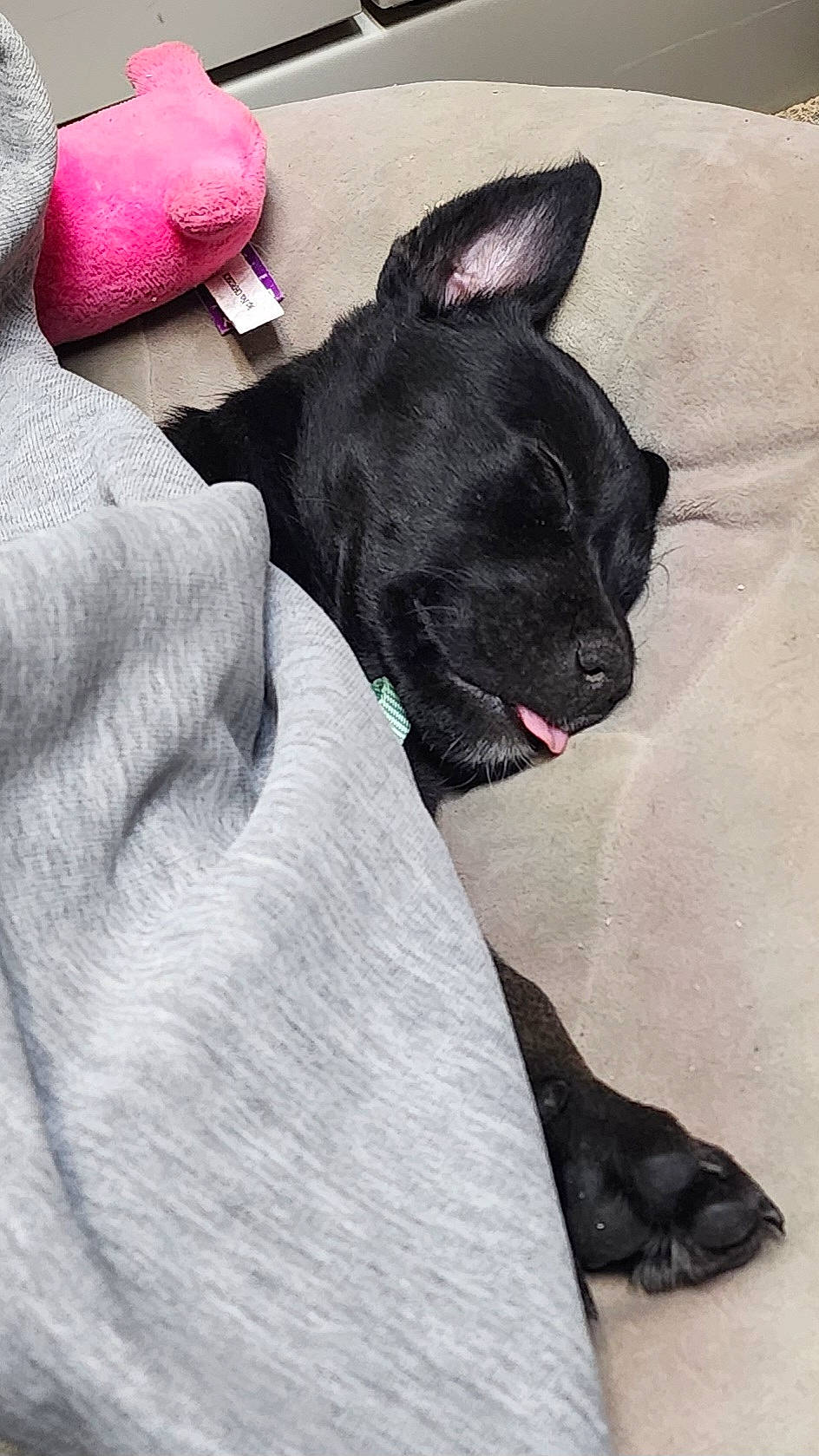 Rose joined the competition — help win amazing prizes! black_cat, carmine, carnivore, comfort, companion_dog, dog, dog_breed, fawn, felidae, foot, fur, gesture, human_leg, nail, paw, snout, tail, toy_dog, whiskers, working_animal