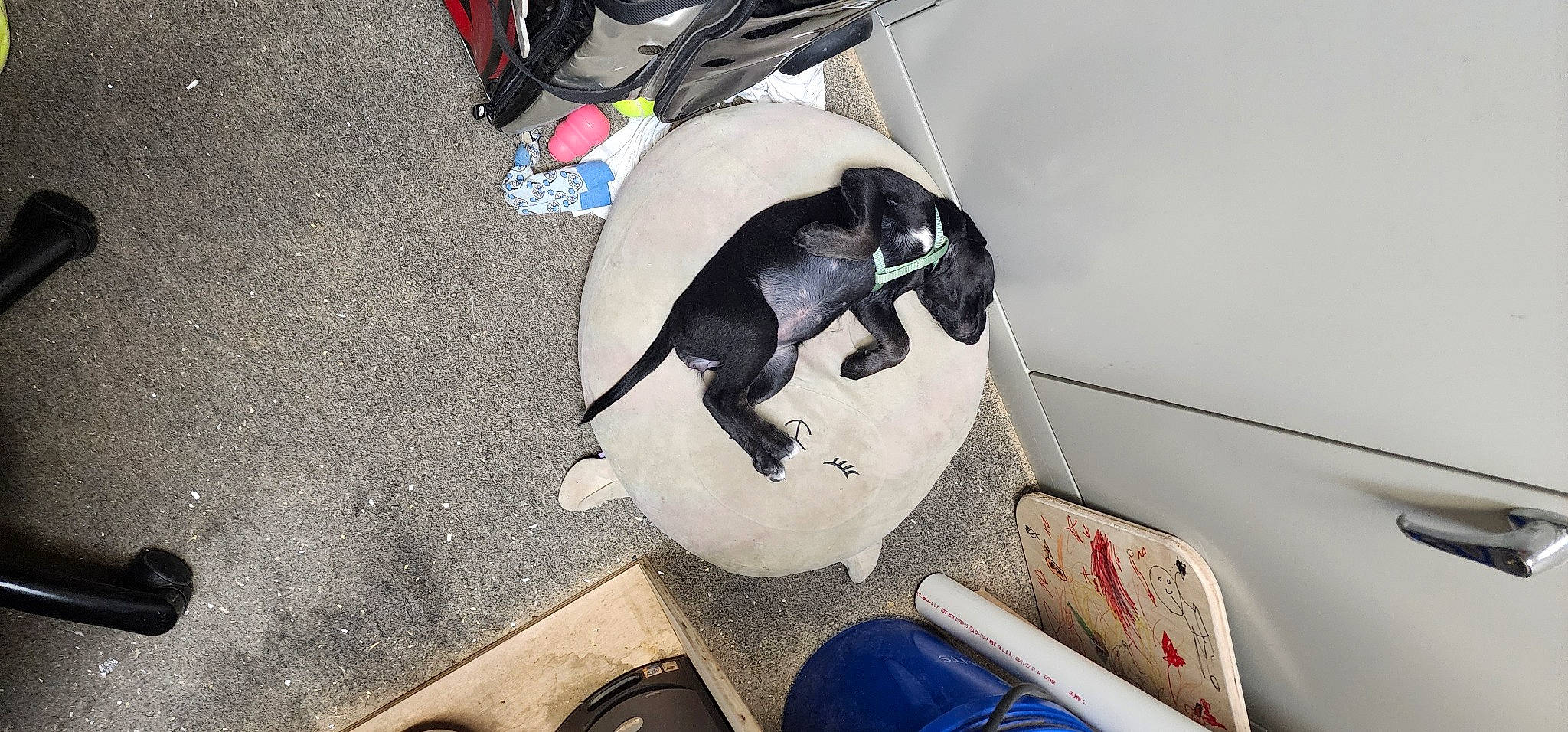 Rose is registered to the contest to win money with this photo: auto_part, automotive_exterior, carnivore, collar, comfort, companion_dog, dog, dog_breed, felidae, flooring, foot, human_leg, personal_protective_equipment, rim, shoe, sporting_group, tail, toy_dog, vehicle_door, working_animal