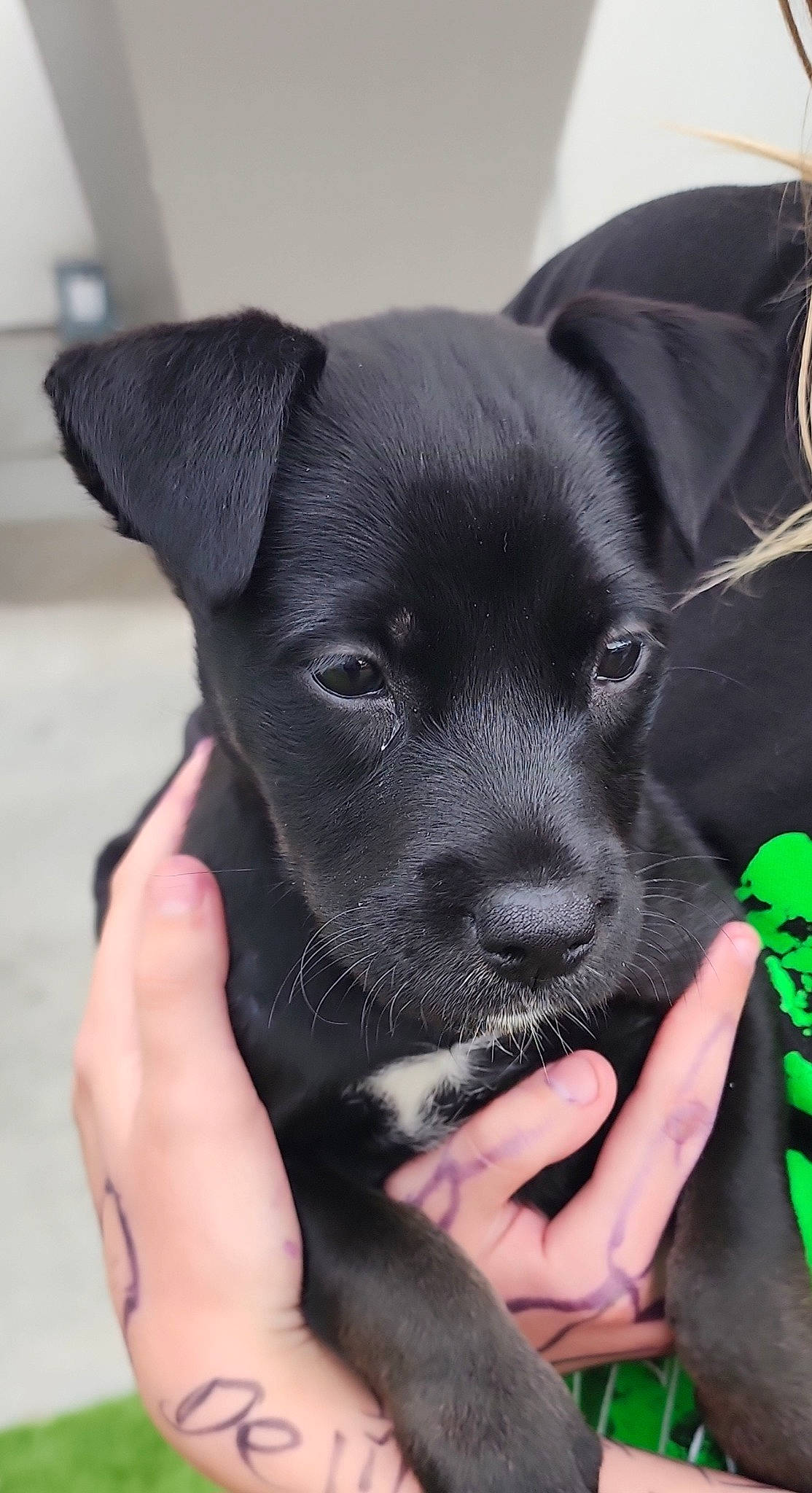 Rose is registered to the contest to win money with this photo: canidae, carnivore, companion_dog, dog, dog_breed, ear, electric_blue, fashion_accessory, fawn, finger, gesture, nail, non_sporting_group, puppy, snout, sporting_group, toy_dog, working_animal