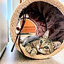 Aelya a rejoint le concours — aidez-le/la à gagner de superbes lots ! cat, tabby, green_eyes, plush_tunnel, indoor, floor, curious, pet, animal, cozy, feline, fur, paws, resting, looking, cute, domestic, ears, whiskers, relaxed