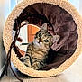 cat, kitten, tabby, indoor, tunnel, plush, curious, pet, animal, cozy, furry, brown, green_eyes, floor, home, cute, young, resting, playful, soft