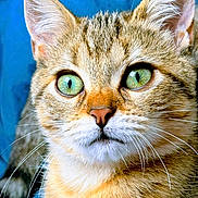 Aelya participe au concours pour gagner de l'argent avec cette photo : cat, close_up, green_eyes, whiskers, fur, pet, animal, portrait, curious, face, ears, nose, tabby, mammal, feline, indoor, blue_background, detailed, cute, attention