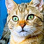 cat, close_up, green_eyes, whiskers, fur, pet, animal, portrait, curious, face, ears, nose, tabby, mammal, feline, indoor, blue_background, detailed, cute, attention