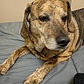 Buddy is registered to the contest to win money with this photo: animal, bed, blue_bedspread, brindle_coat, canine, companion, dog, domestic_animal, ears, fur, indoor, lying_down, mammal, paw, pet, quiet, relaxed, resting, sleepy, snout