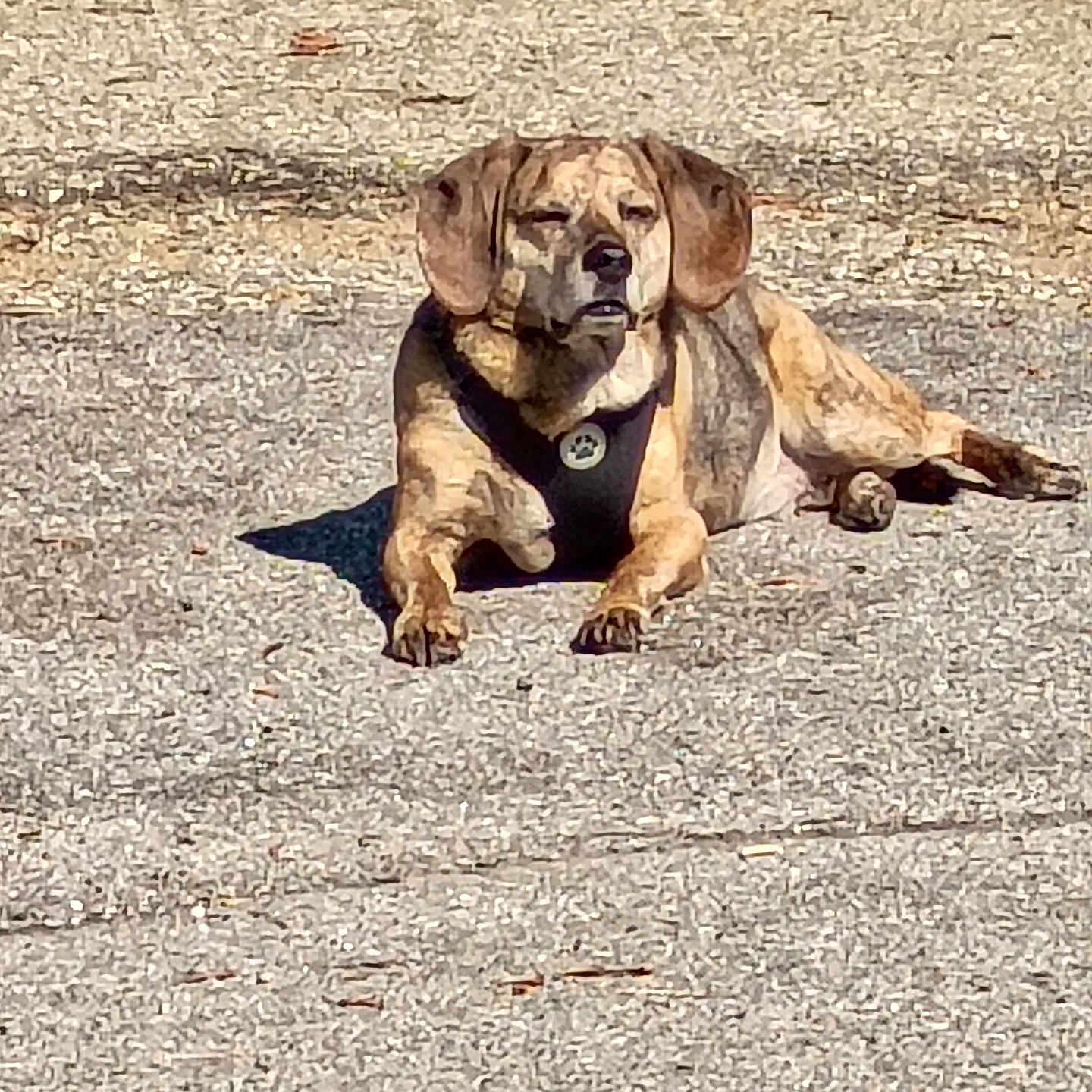 Buddy