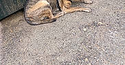 Buddy is registered to the contest to win money with this photo: animal, brindle, canine, daylight, dog, dumpster, gravel, ground, harness, leaves, lying_down, nature, outdoor, pet, quiet, relaxed, resting, squinting, sticks, urban