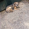 animal, brindle, canine, daylight, dog, dumpster, gravel, ground, harness, leaves, lying_down, nature, outdoor, pet, quiet, relaxed, resting, squinting, sticks, urban
